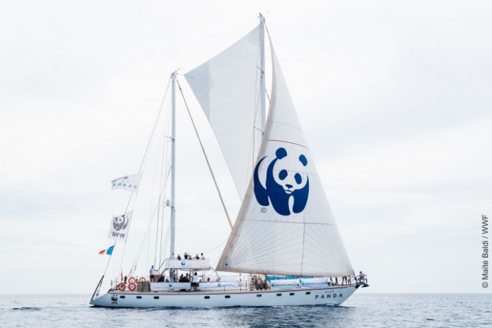 Blue-Panda-2 Blue Panda