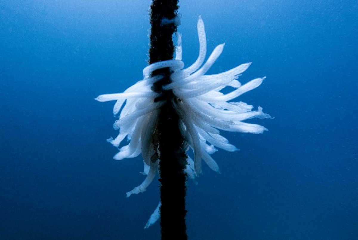 Deniz Dibi Temizleme projesi