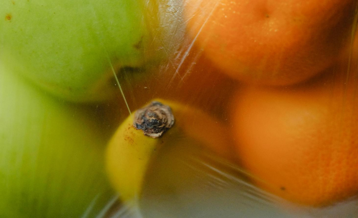 Gıda atığı Gıda atığı