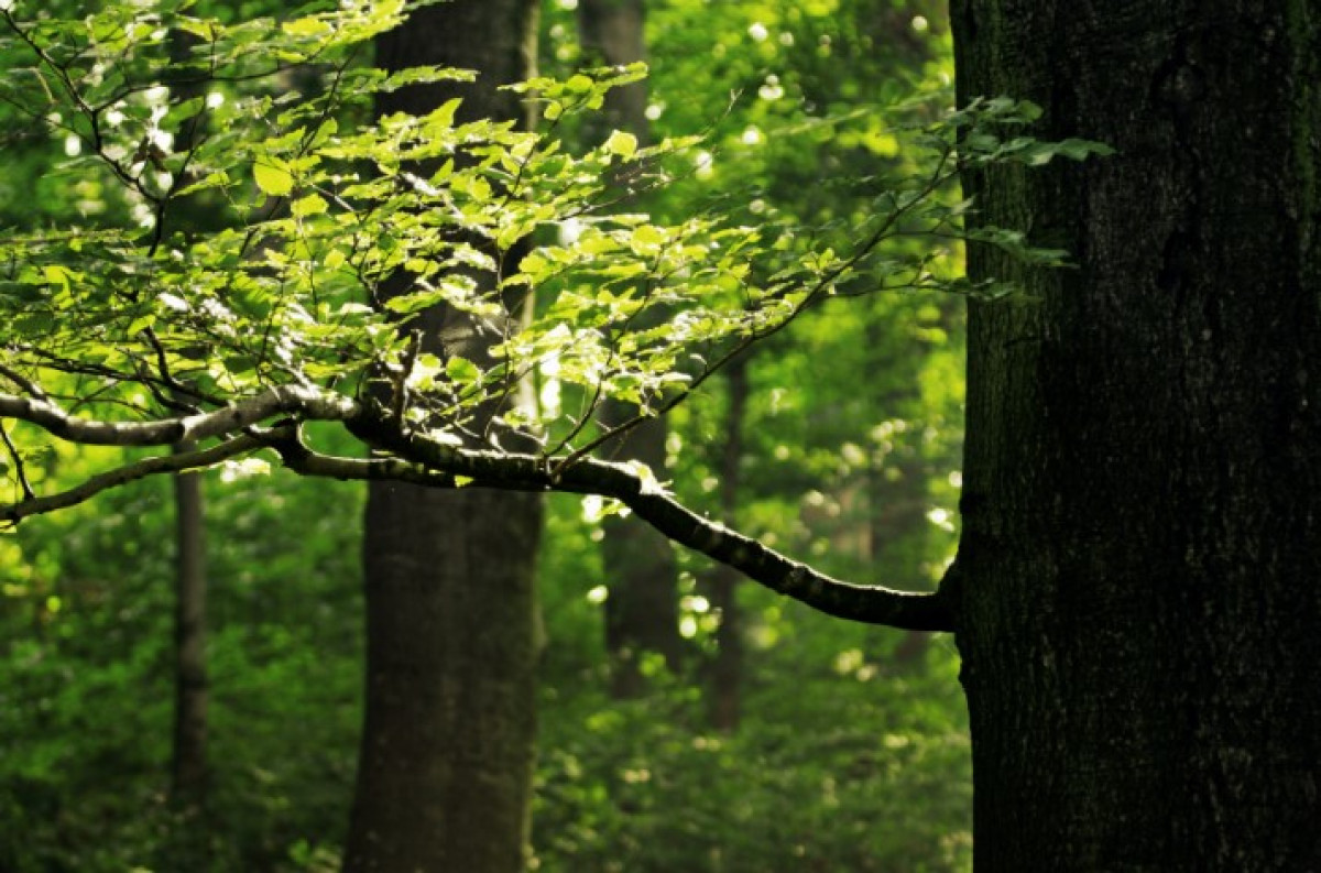Lenzing sürdürülebilirlik raporu Lenzing sürdürülebilirlik raporu