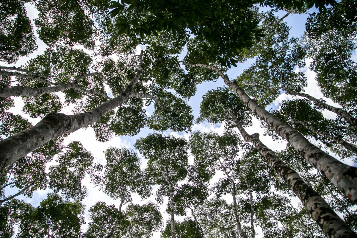 Michelin Ekolojik Rezervi Michelin Ekolojik Rezervi