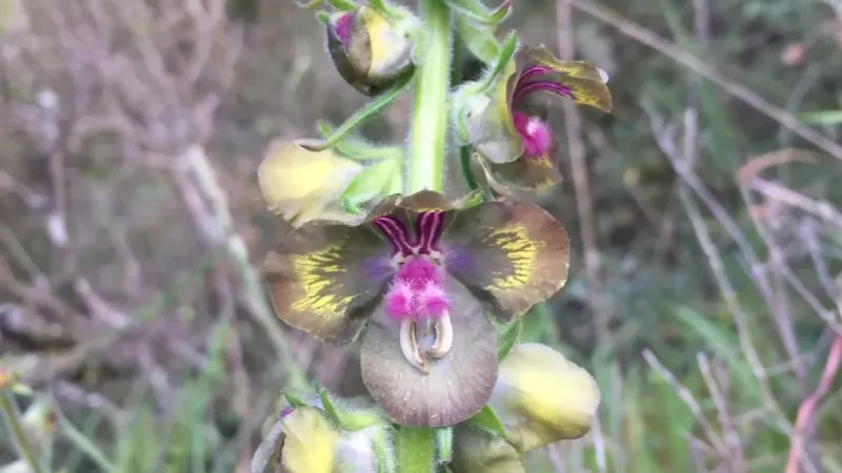 Riva Sığırkuyruğu