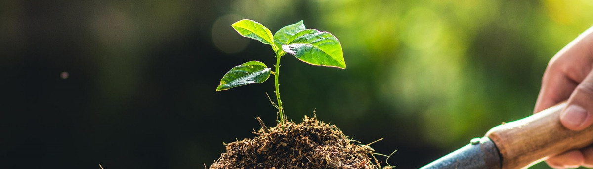 Toprak dolu kürekte fide