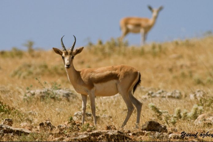 yaban-hayati-3 yaban hayatı