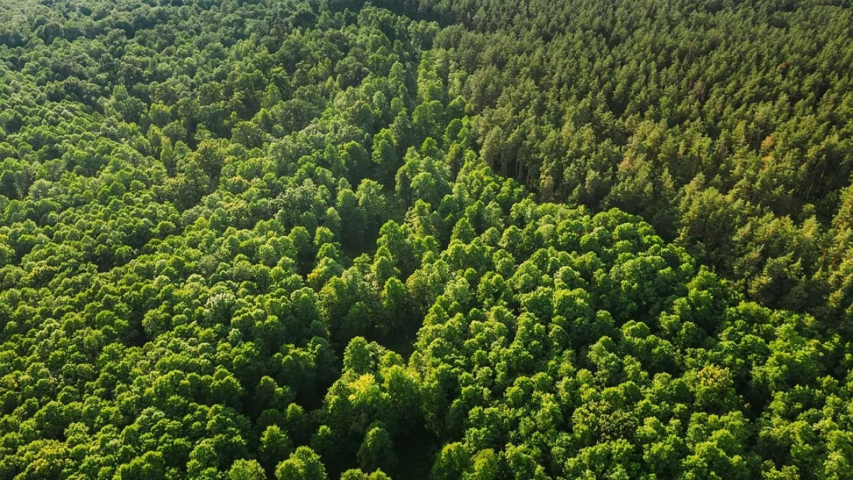 Yemyeşil bir orman korusu