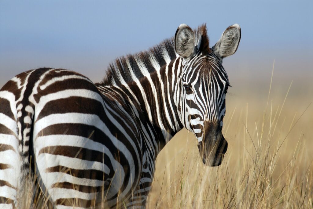 Zebra, Yaban Hayvanı Zebra, Yaban Hayvanı