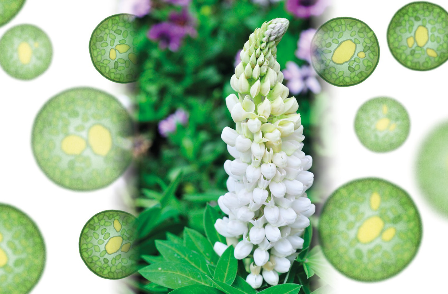 Chlorella Vulgaris
