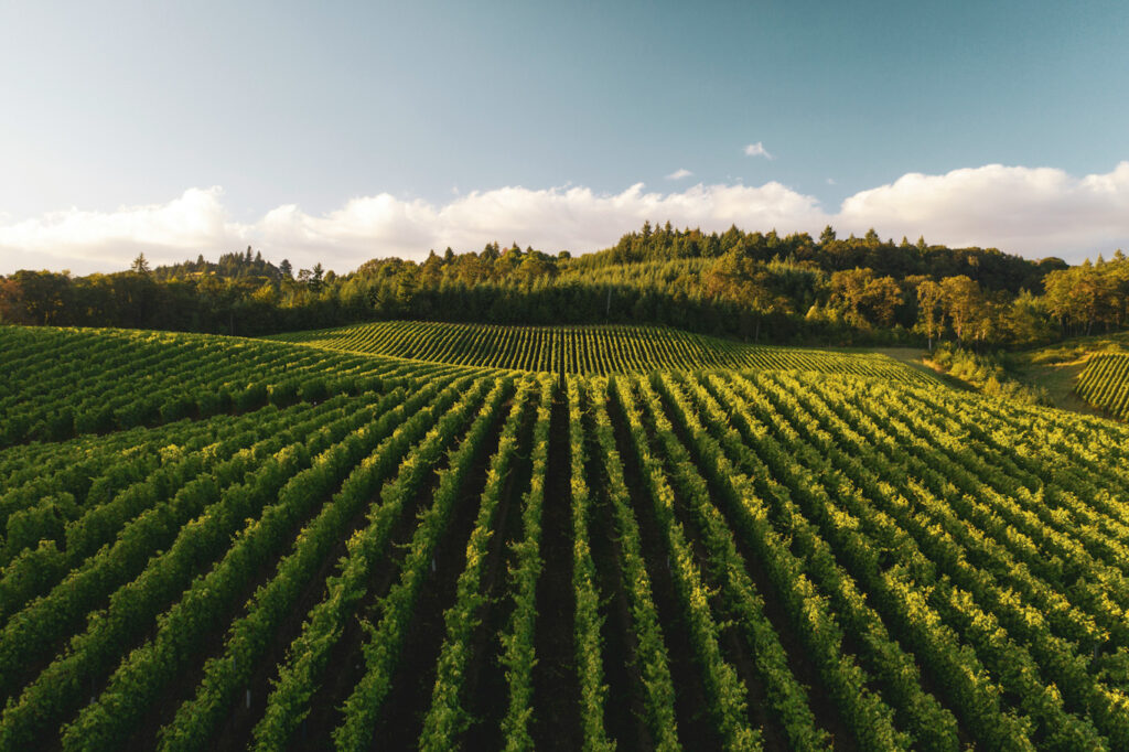 dan-meyers-0AgtPoAARtE-unsplash_edited Sürdürülebilir Tarım - dan-meyers-unsplash