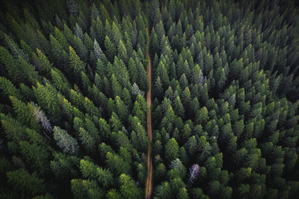 Green Gold Foundatin (GGF) ve Gaia Climate İklim Değişikliği ile Mücadele İçin Güçlerini Birleştirdi