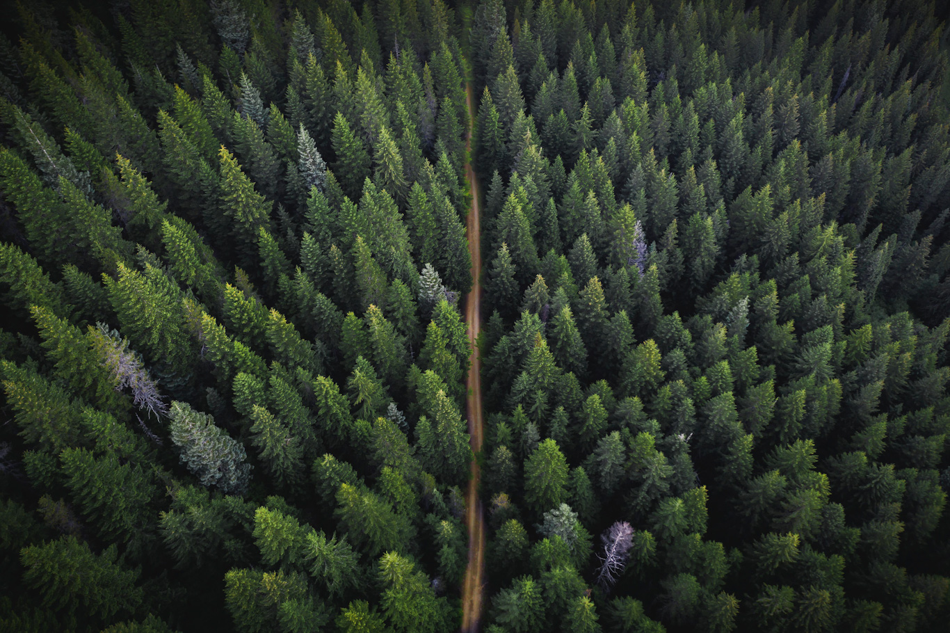 Green Gold Foundatin (GGF) ve Gaia Climate İklim Değişikliği ile Mücadele İçin Güçlerini Birleştirdi