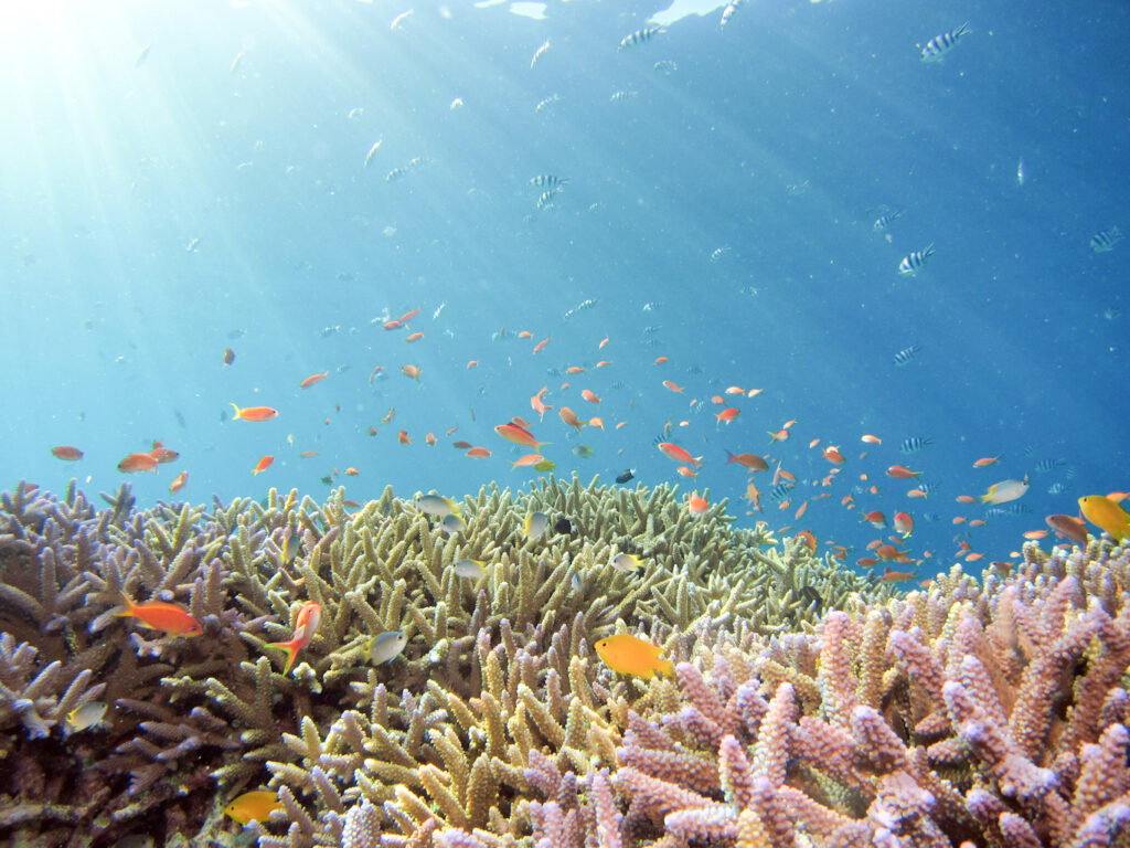 Pasifik Okyanusu Biyoçeşitliliği