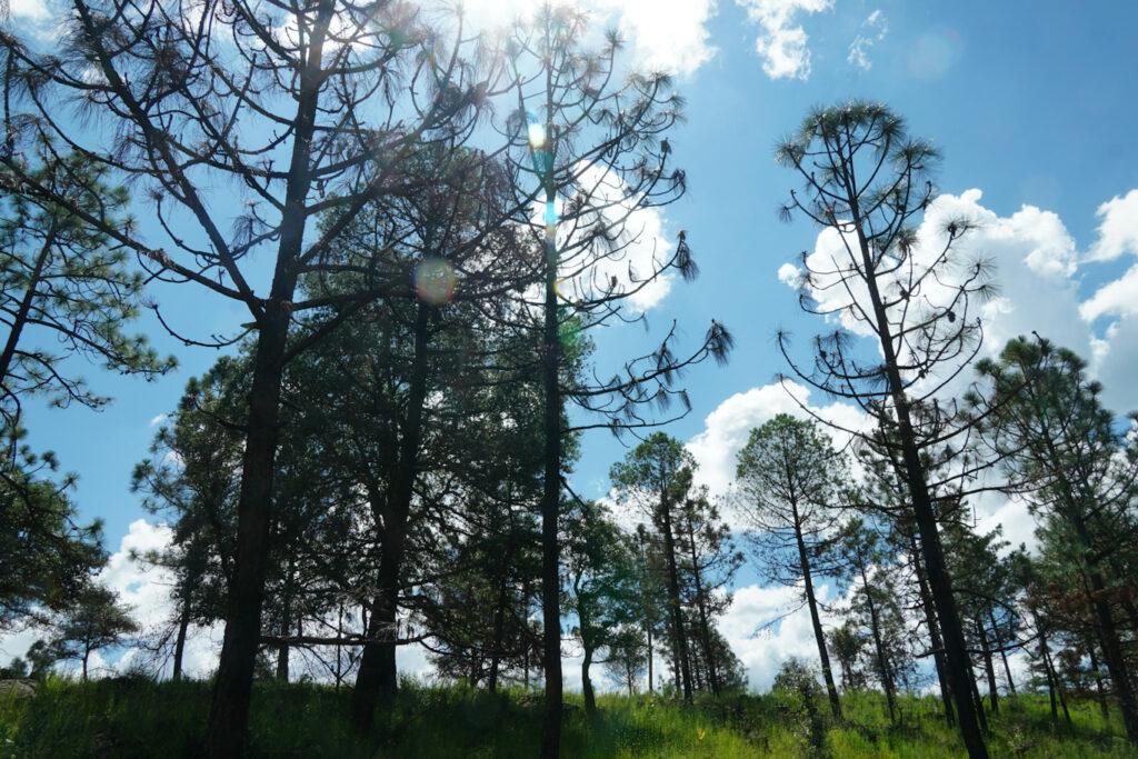 miguel-aldama-ep3dwKWCakI-unsplash_edited Meksika Ormanları'nda Seeing the Forest for the Trees Hareketi