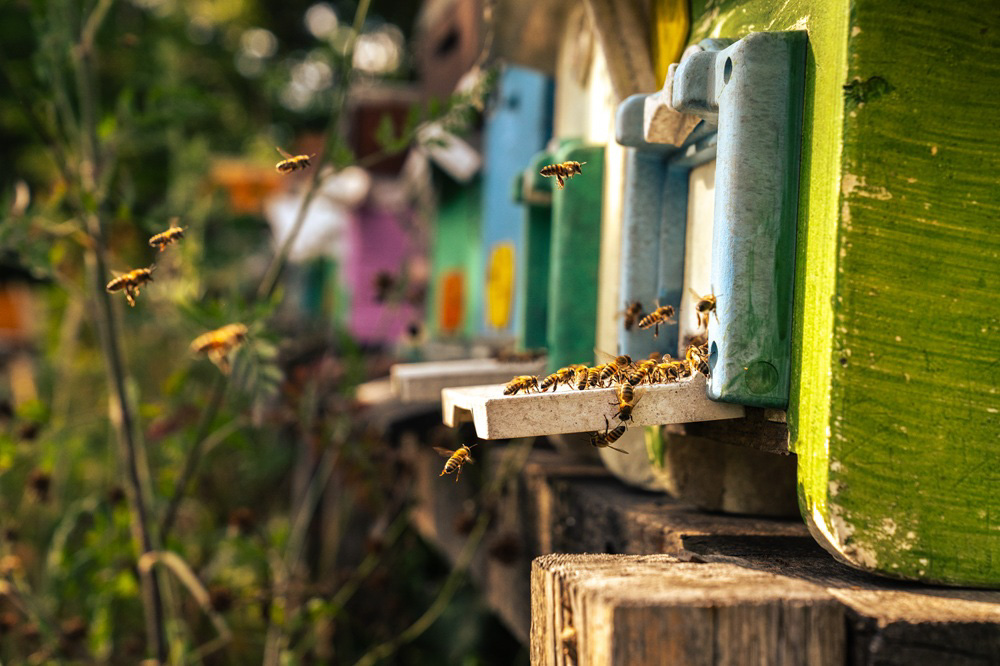 Balparmak-Migros-Tema Vakfı İş Birliği