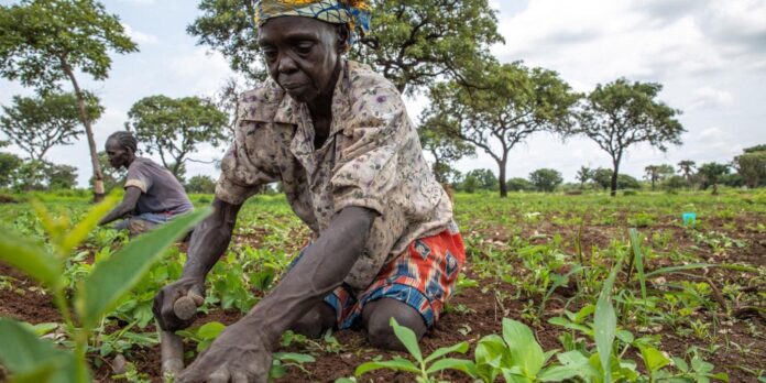 Farmer-South Sudan-Credit-FAO Ekvator bölgesinde tarım