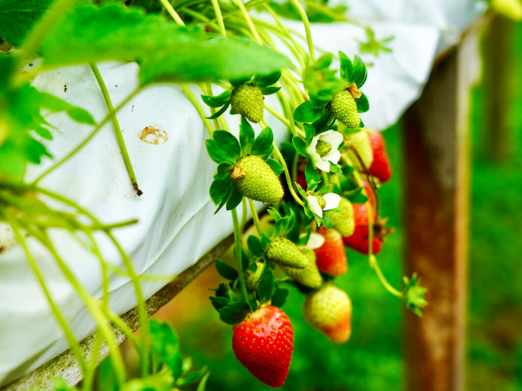 Güneş Enerjisi ile Çilek üretimi