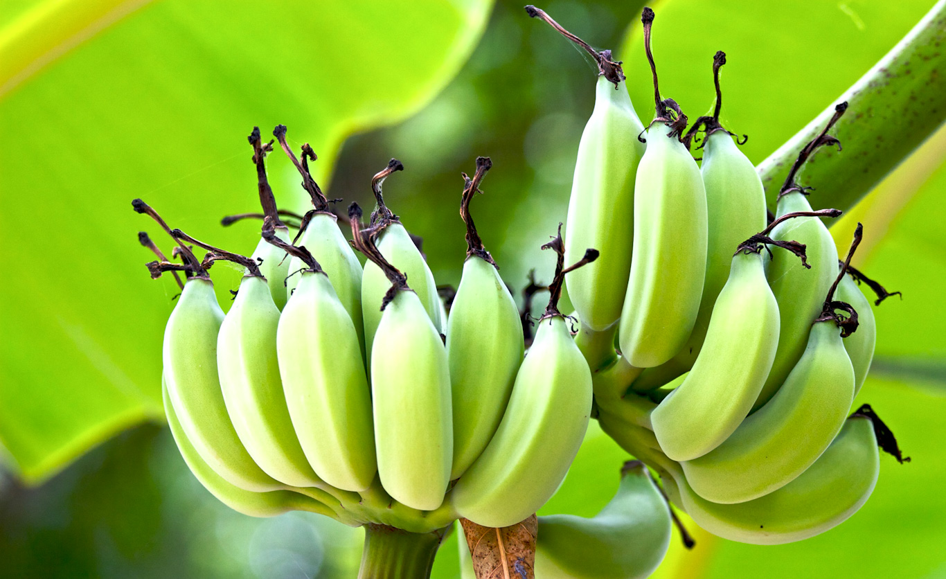 Muz üretimi - banana tree