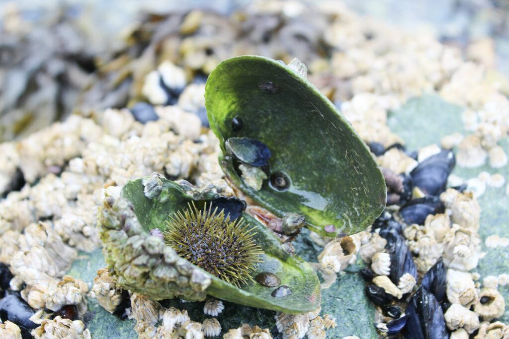 Deniz yosunu ve midye - iklim kurtarıcıları