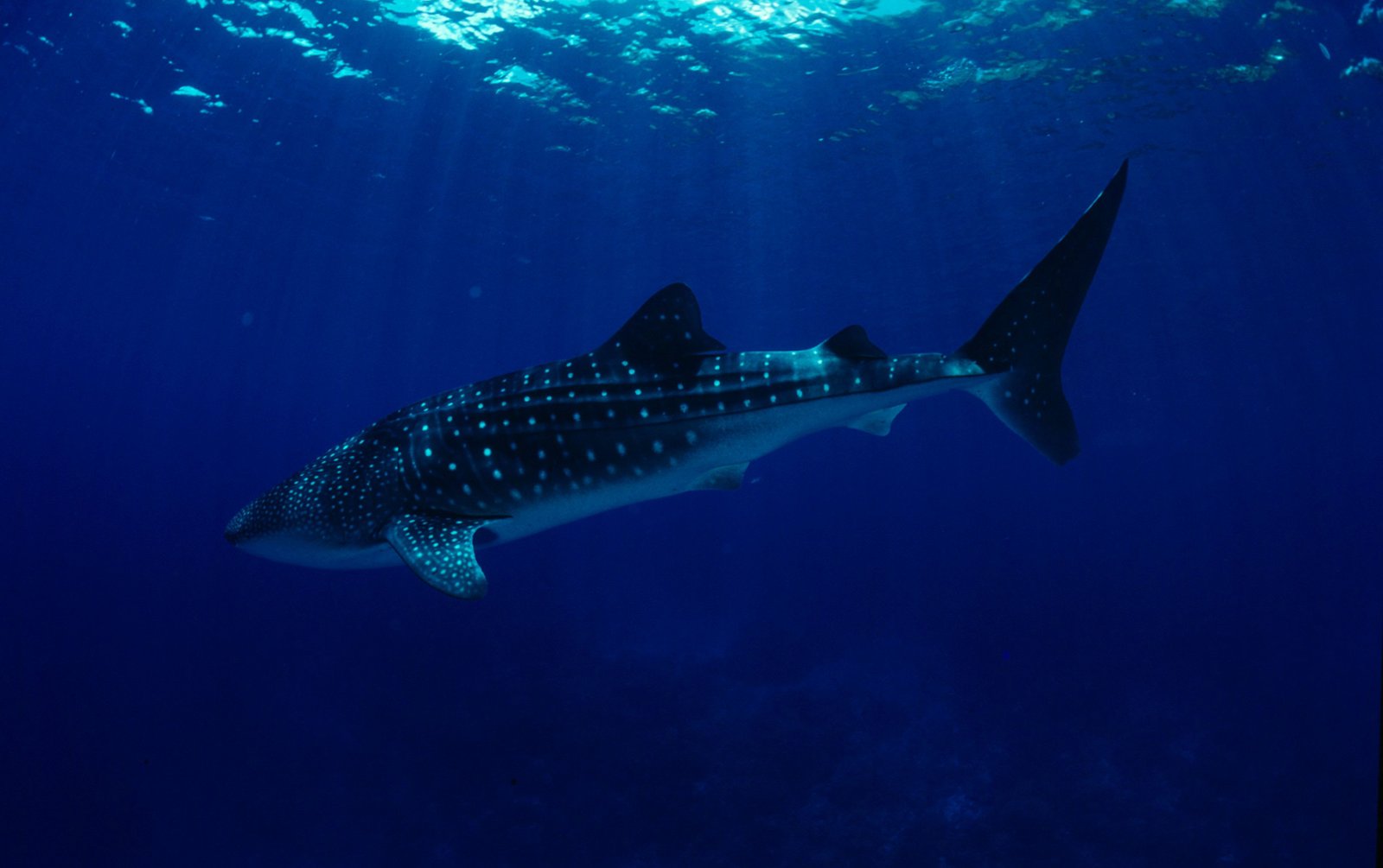 Whale shark (Rhincodon typus) balina köpekbalığı