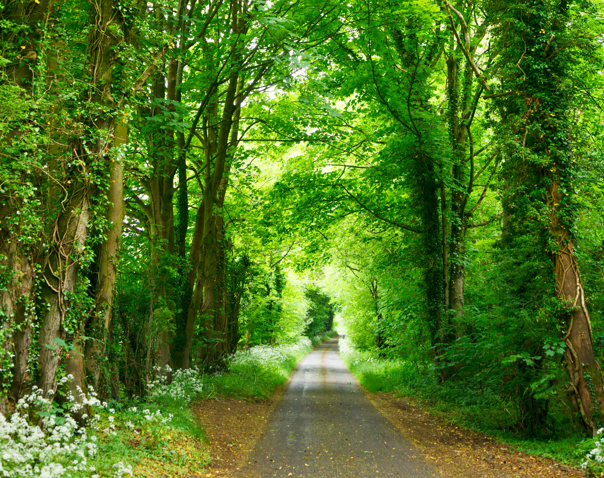 Sürdürülebilirlikte Yeni Yol: Proforestasyon