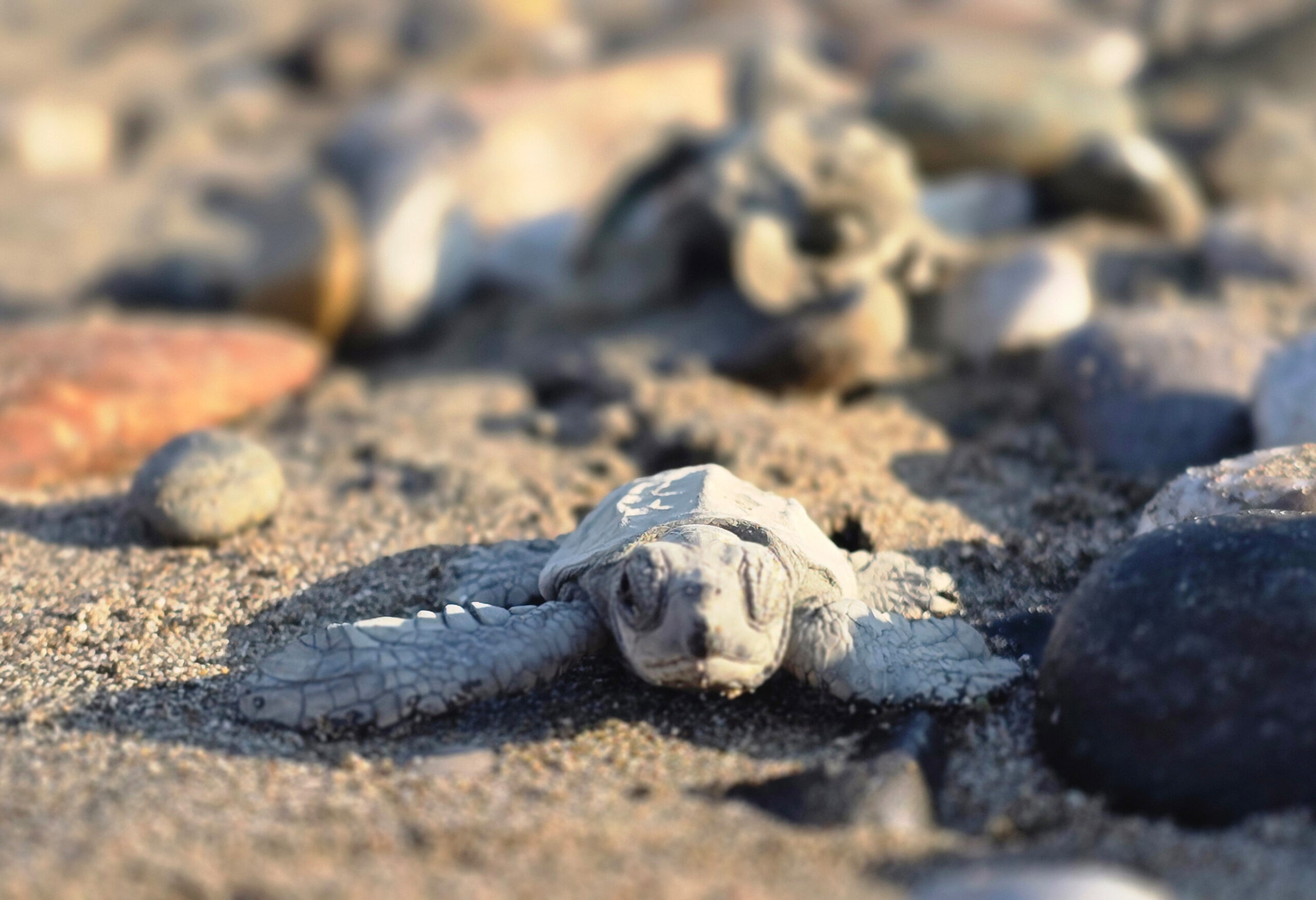 Üsküdar Üniversitesi Caretta Carettalar için Fethiye’de