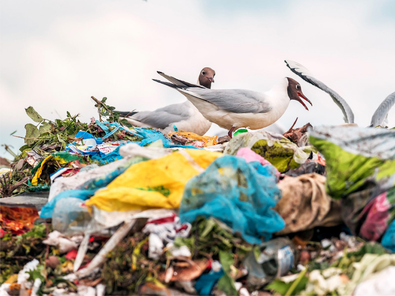 Plastikler_SaglikveTek_Gezegen_II_edited WWF Küresel Plastik Anlaşması