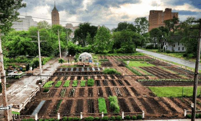 kentsel-tarım kentsel tarım-urban agriculture