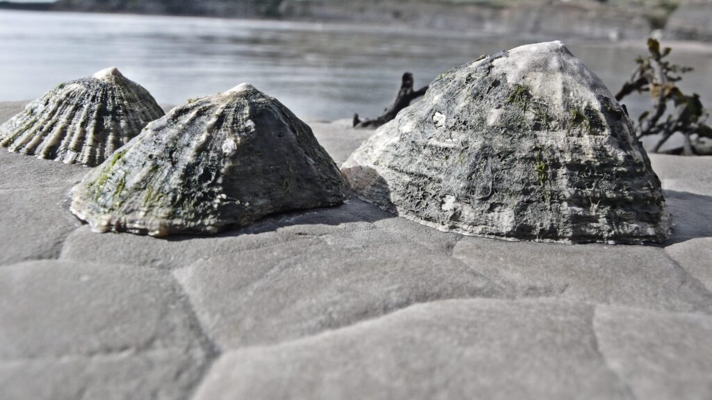 Limpet-deniz salyangozu