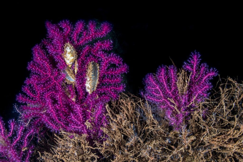 Dokuz Ada Sergisi - SAFOD