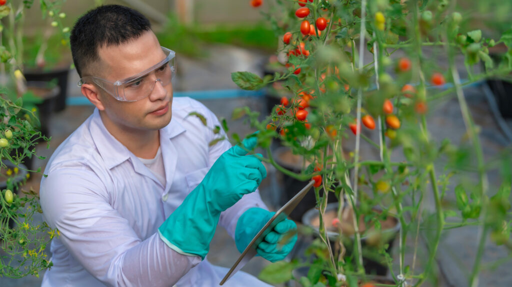 Scarlet Sunrise Domates