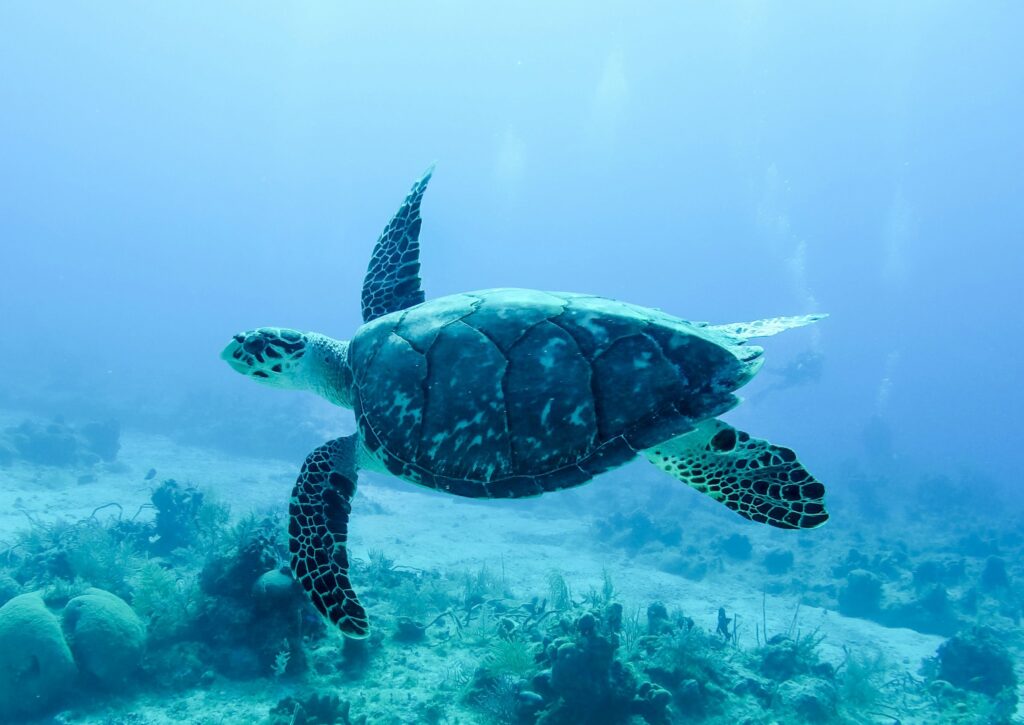 yeşil deniz kaplumbağaları