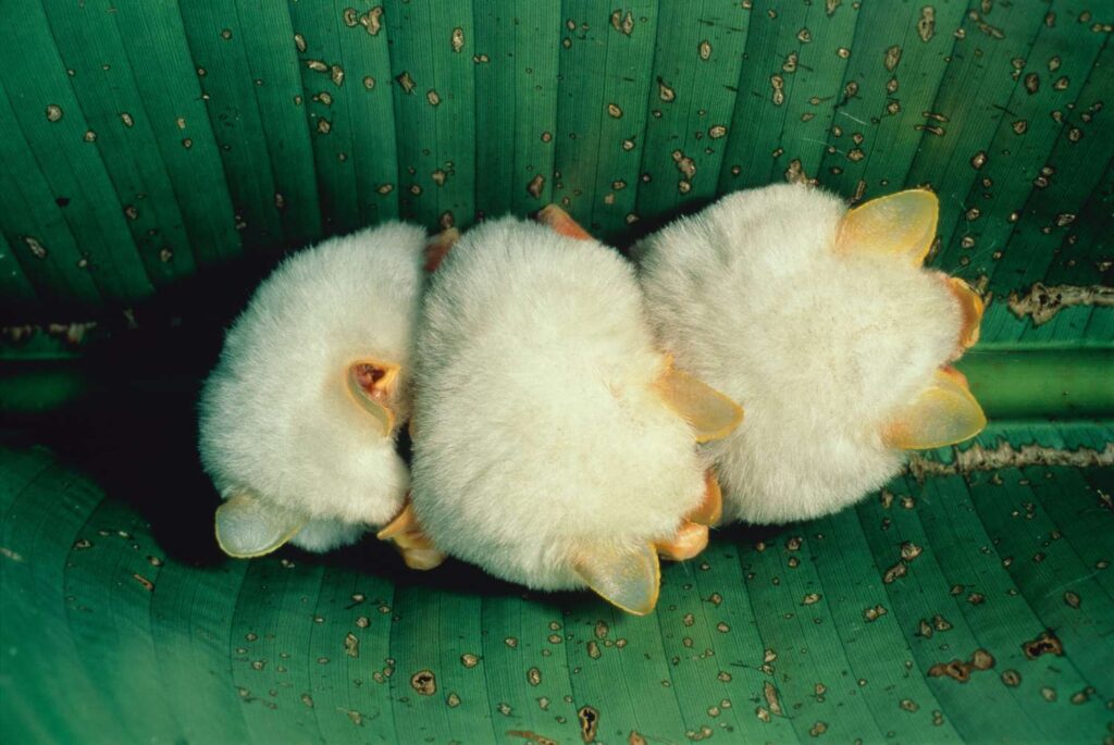 yeni yarasa türleri