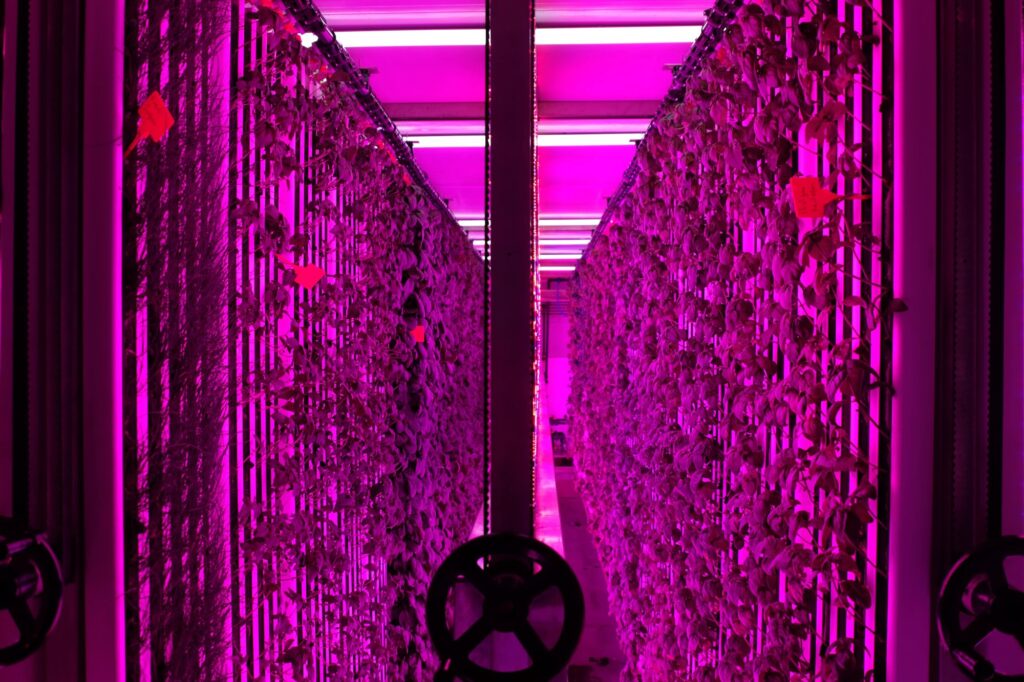 İGSAŞ ve Yeditepe Üniversitesi'nden Dikey Tarım Projesi