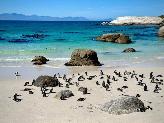 Afrika Penguenleri