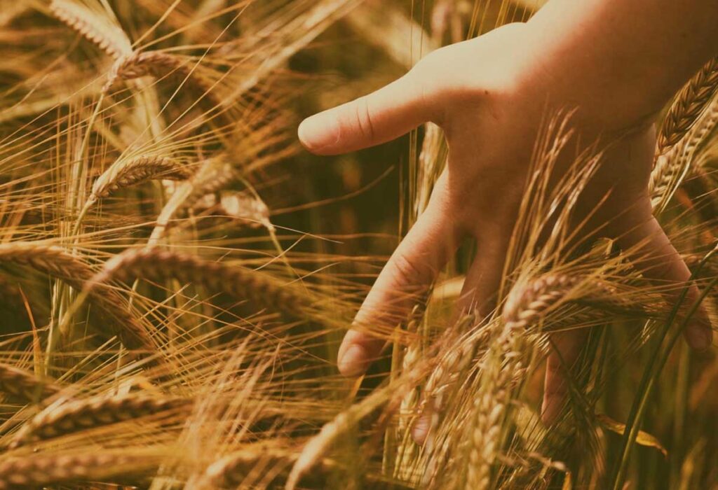 Ahmet Buğdayı Projesi