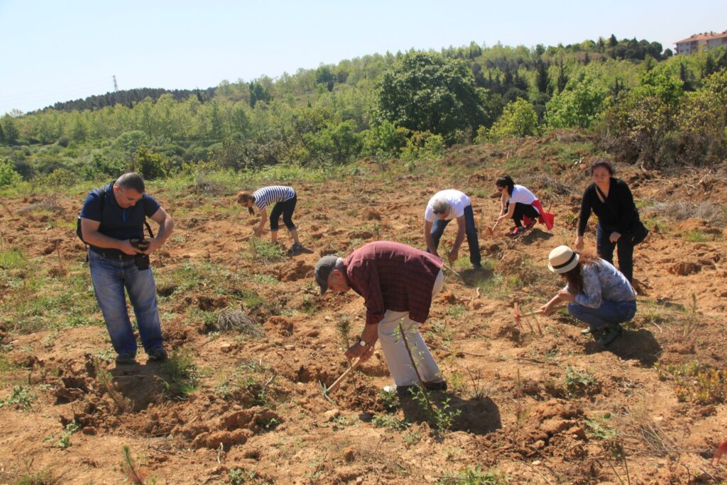 Fidan Dikimi-Çekül