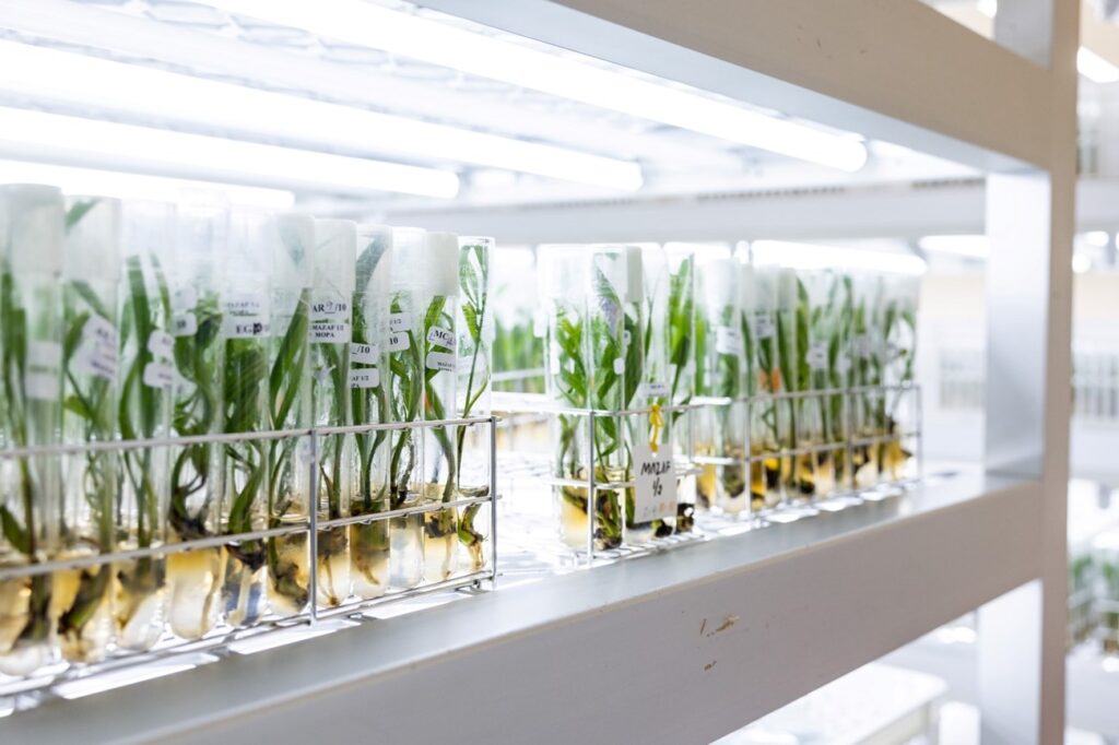 labaratuvarda hurma yetiştiriciliği - basra