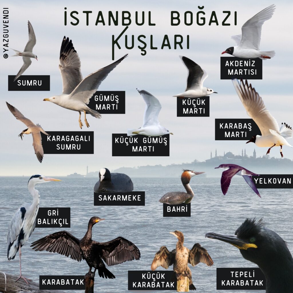 Borusan Contemporary - Kuş Gözlemi