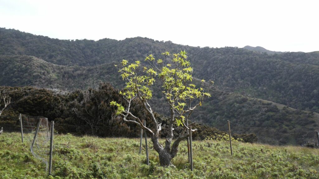 Dendroseris neriifolia