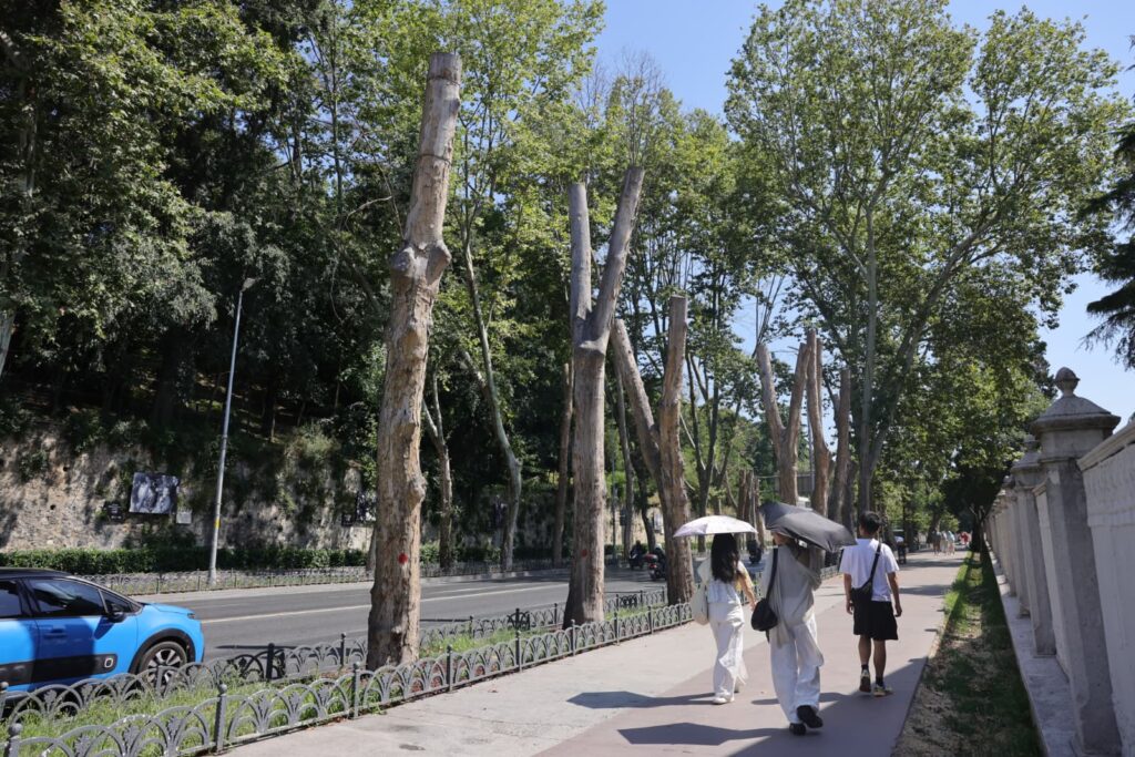 cinarkanseri Çınar Kanseri