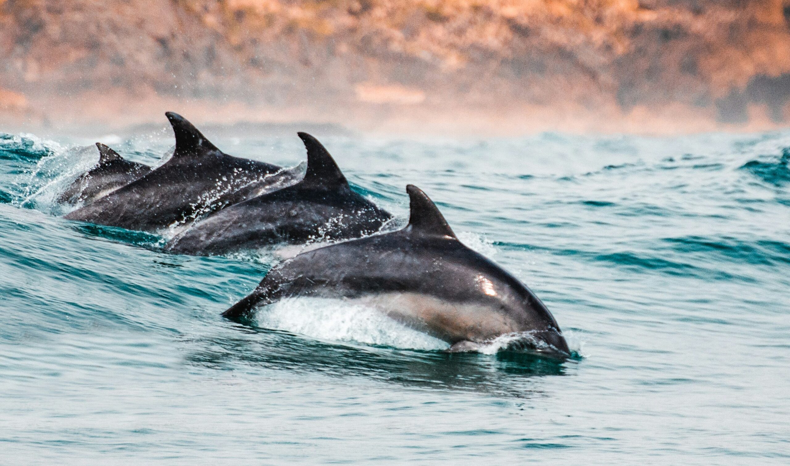 dolphins-yunuslar